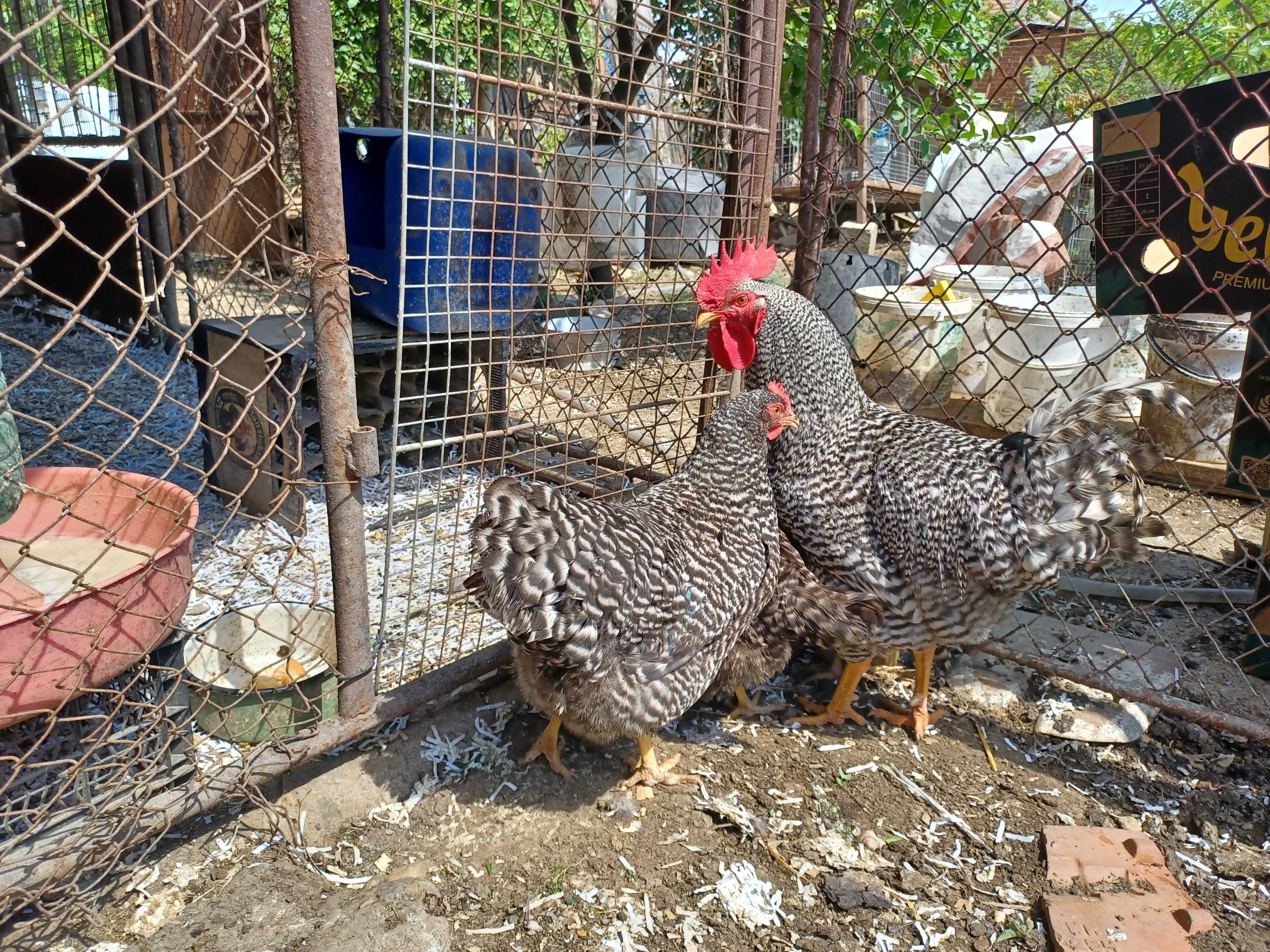 Oua  de incubație Amrock