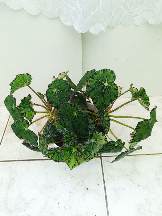 Трилистник, Индрише, Дифенбахия, Бегония, Бенджамин, Епипремнум