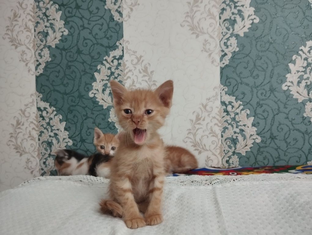 Отдам котят даром