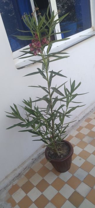 Tuvak gul katta soglom