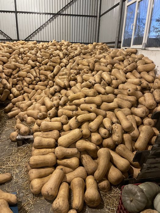 Vand dovleci placintari