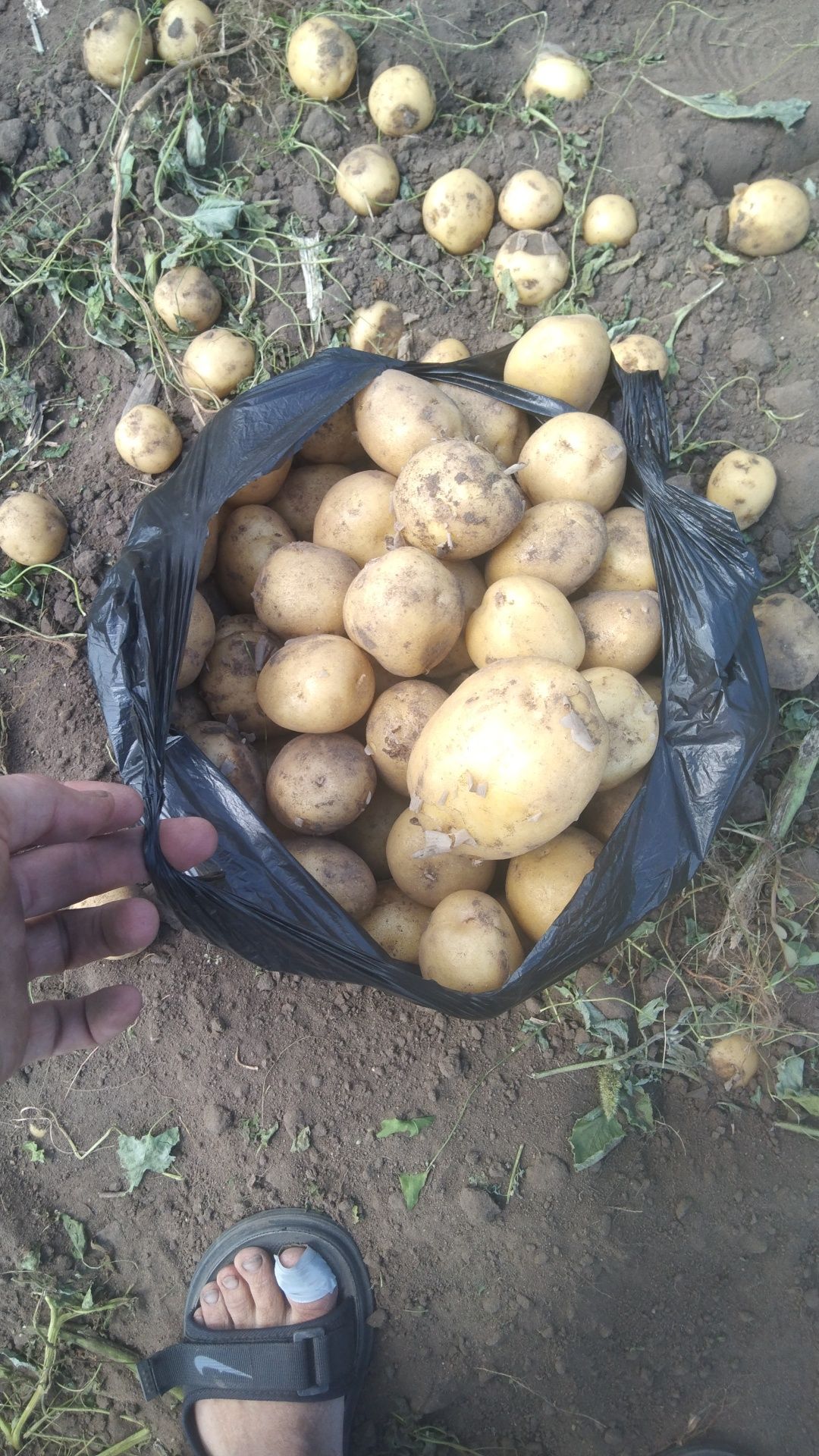 Продам свежую картошку