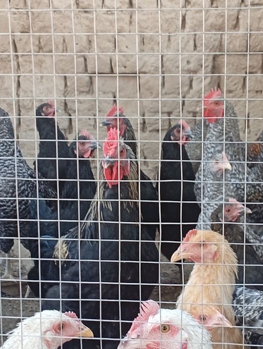 Продам курей петухов