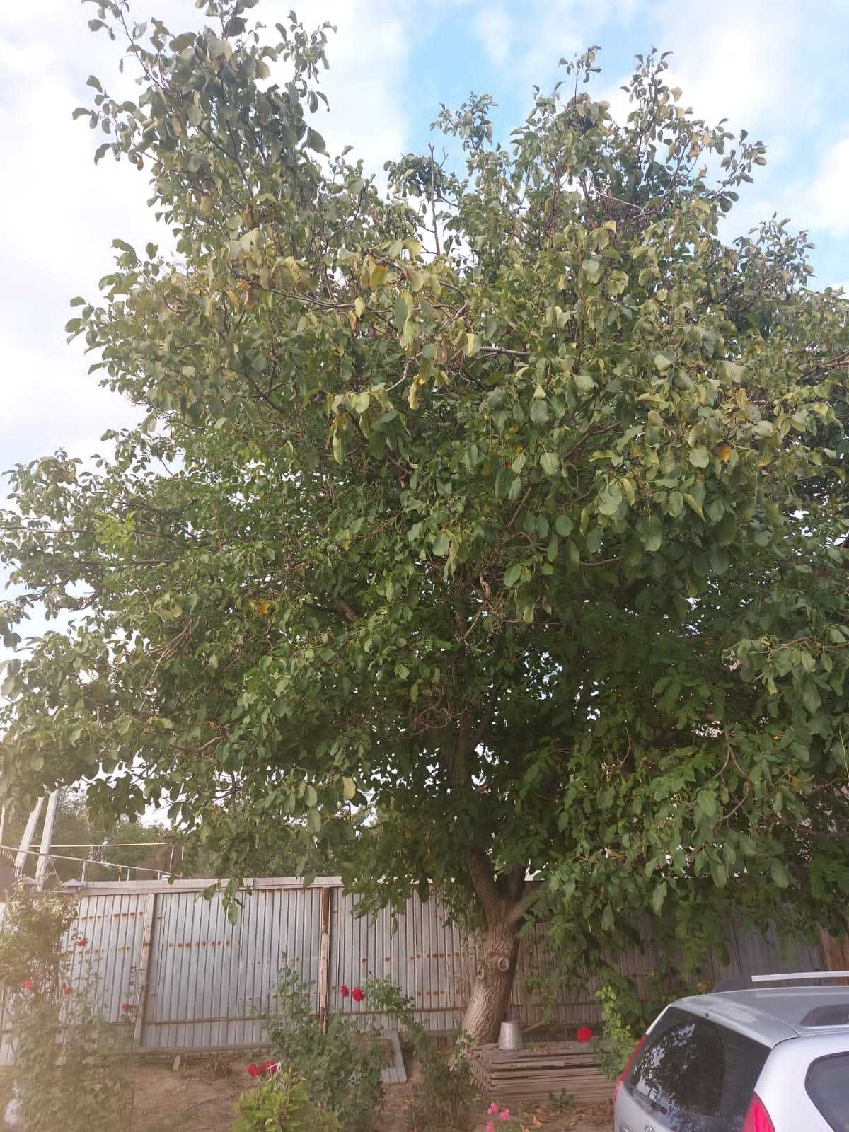 дерево орех на распил