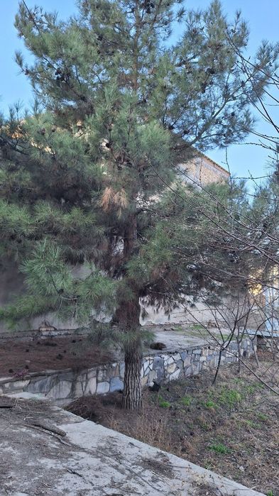 Арча дарахти дом или сад