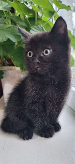 Отдам милую кошечку