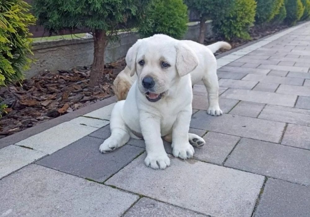 Чистокръвни лабрадор ретривър мъжки и женски
