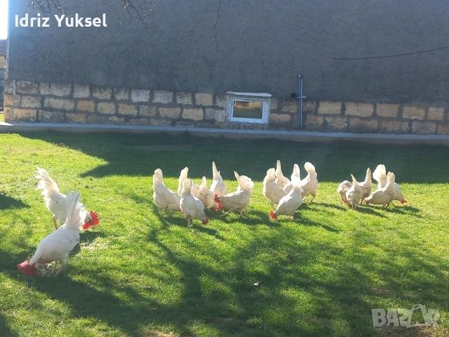 Носачки Легхорн на 2 години