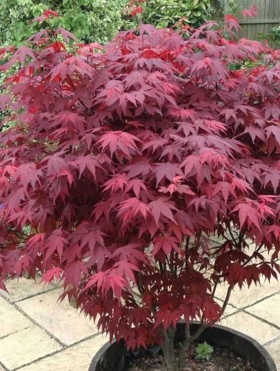 Adu Stil Asiatic în Curtea Ta cu Arțari Japonezi de Calitate!