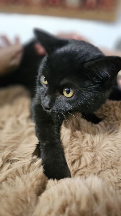 Отдам в добрые руки, можем привезти сами.