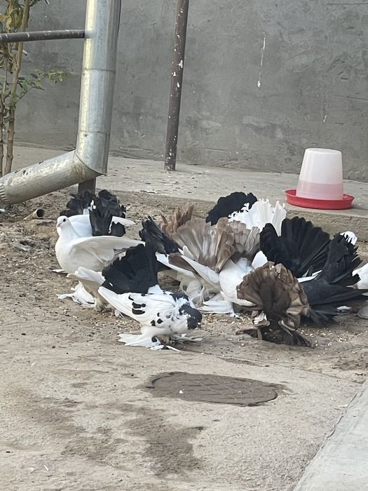 Dekarativniy kaputarlar sotiladi. Pavilin paypoli