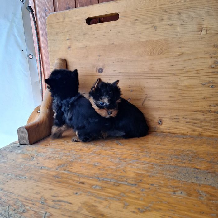 Yorkshire Terrier Toy de rasa pura cu vaccin și deparazitați și carnet