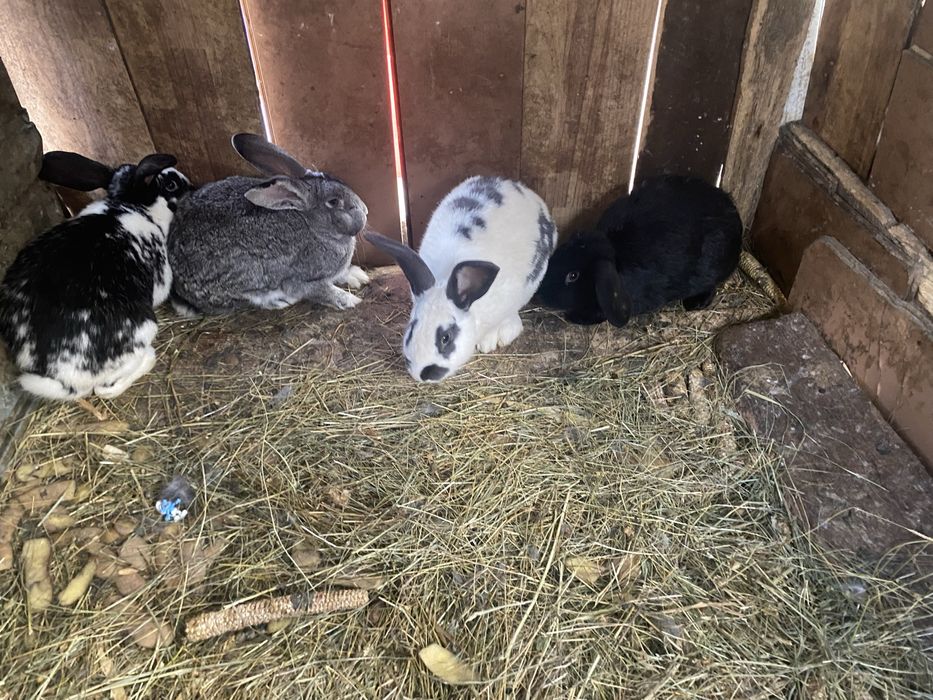 Vând iepuri diferite rase