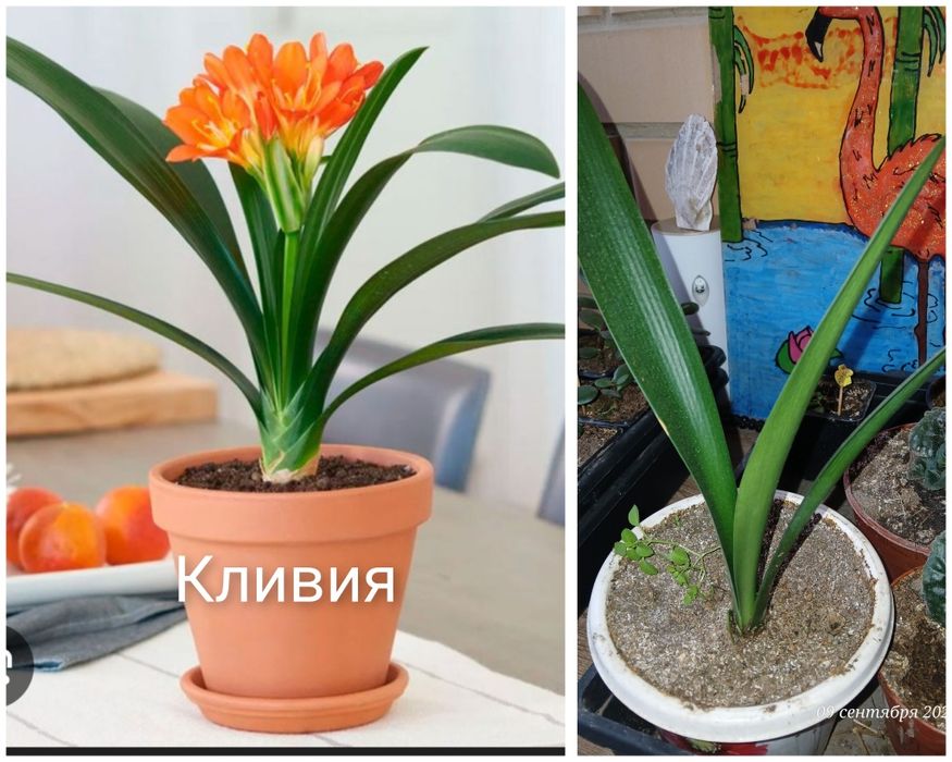 Цветы комнатные. Алоэ, Кливия, Колеус