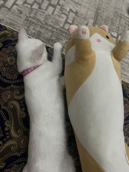 Кошка Продается!