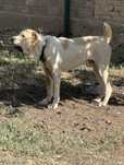 Alabay 1 yoshar