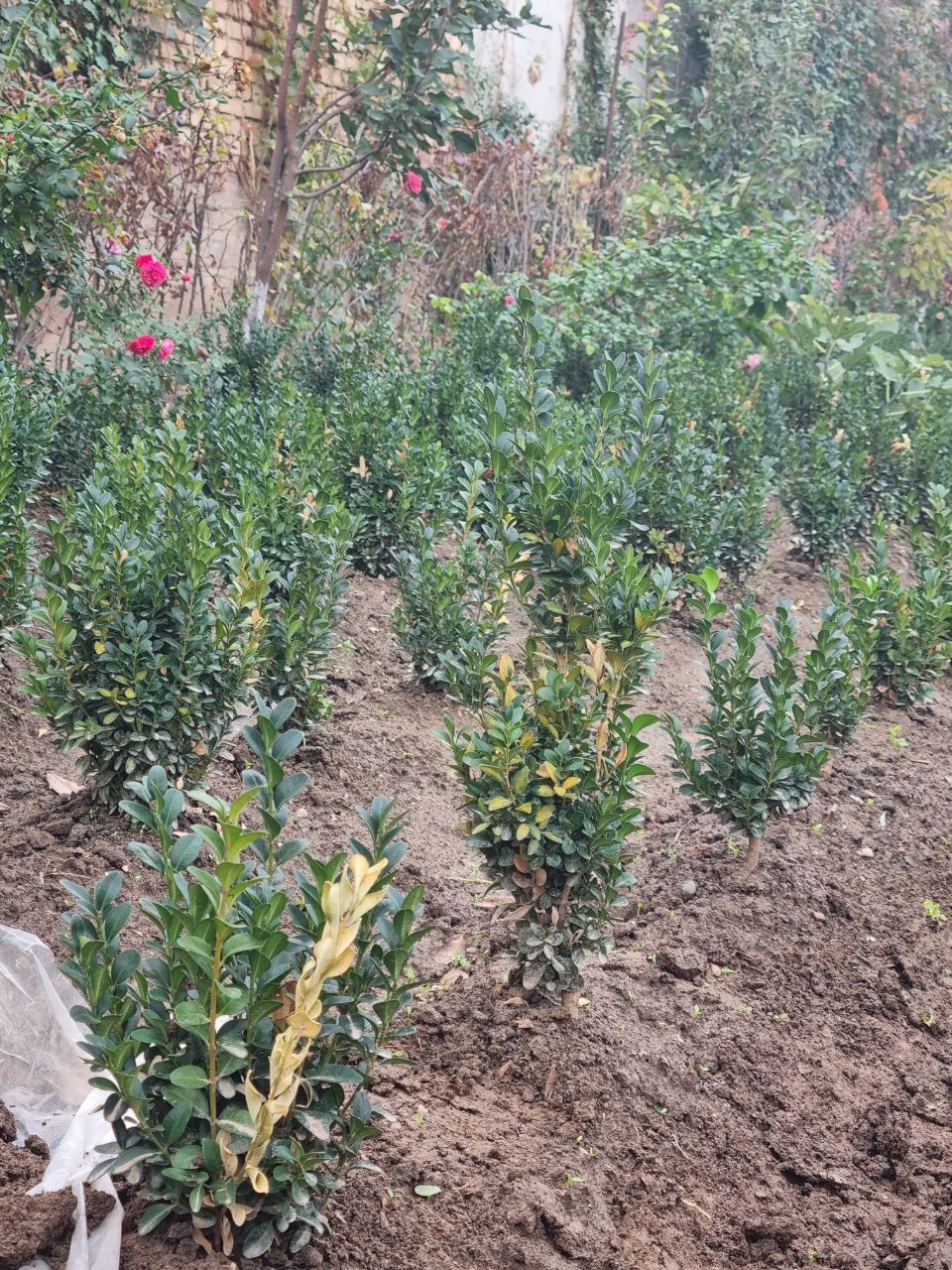 Shamshod ko'chat bor sotiladigan