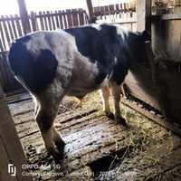 Vand vitel in varsta de 5 luni!!