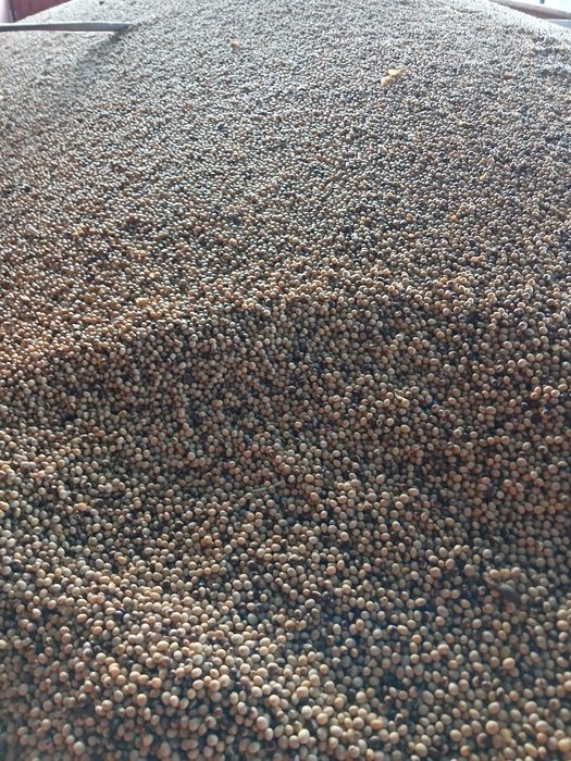 Vand Soia Pioneer M10 si Kws Chiaki 2025