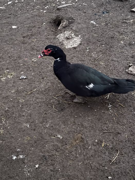 Rate si ratoi lesesti!