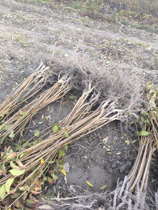 Гилос. Напалион. Мингтапол. Сикина