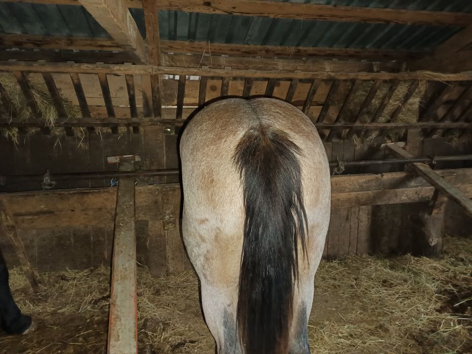 Vând o mânză dereș