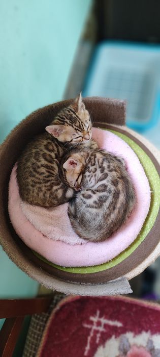 Продаются бенгальские котята