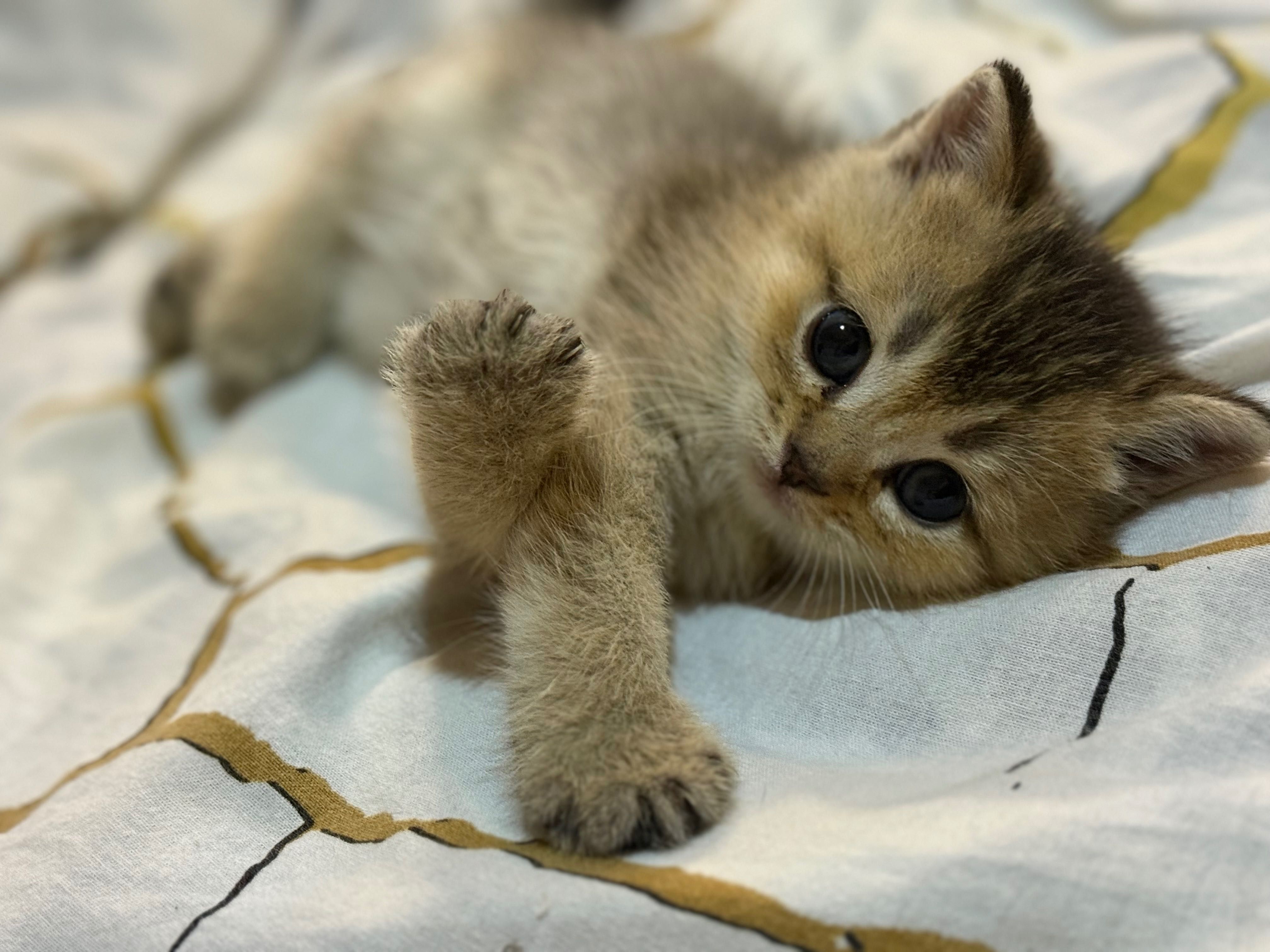 Продаются породистые котята