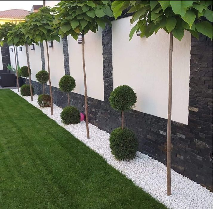 Plante ornamentale de orice soi