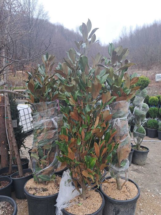 Vând magnolie, leylandi, spirală, pon pon, bonsai, măslin, catalpa