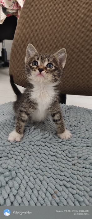 Девочки котята прелесть