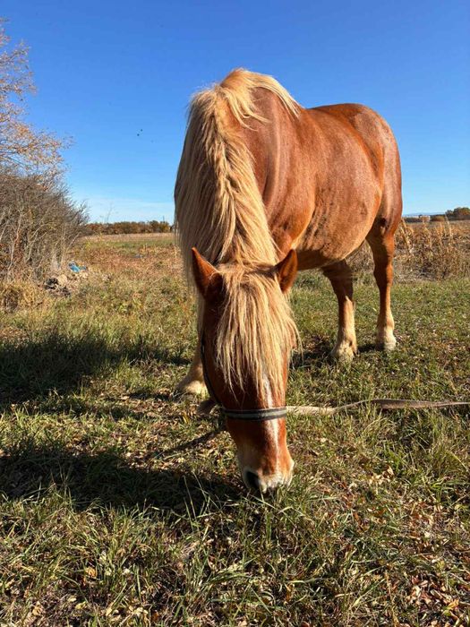 Vand doua iepe Blonde