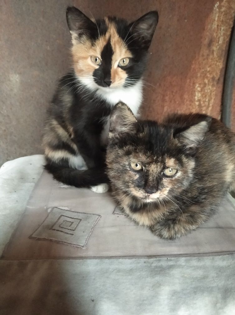 Котята в добрые руки,( девочки)