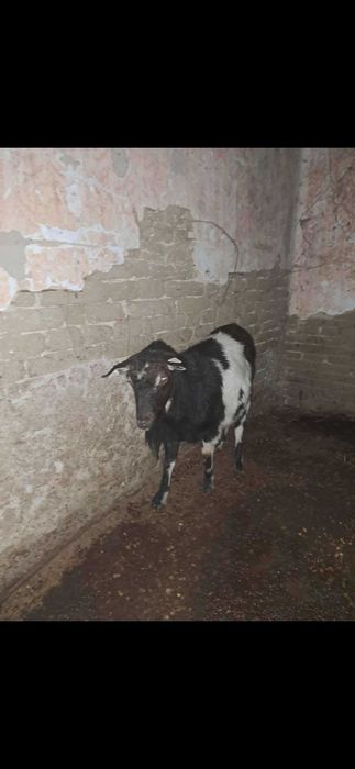CAPRĂ tânără capră
