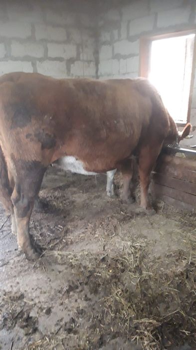 de vanzare vaca baltata