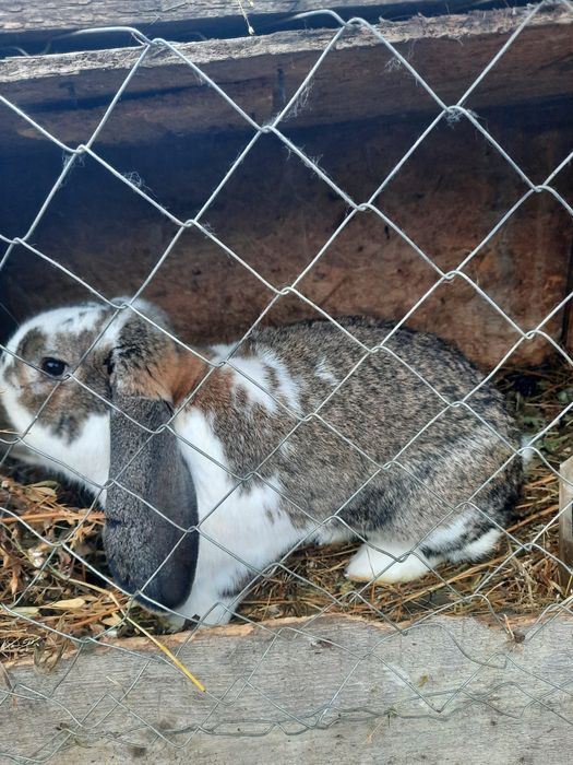 Vand   iepuri de rasa