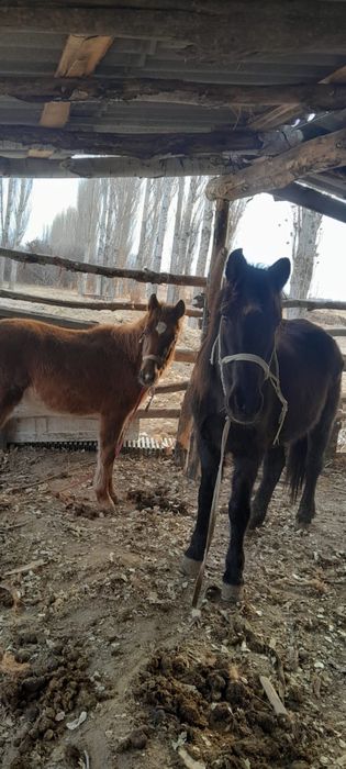 Құлынды бие сатылады 1туған