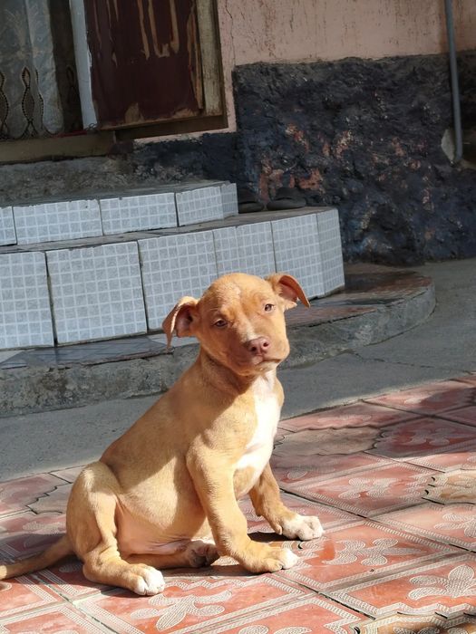 Продаются щенки Питбуль rednous