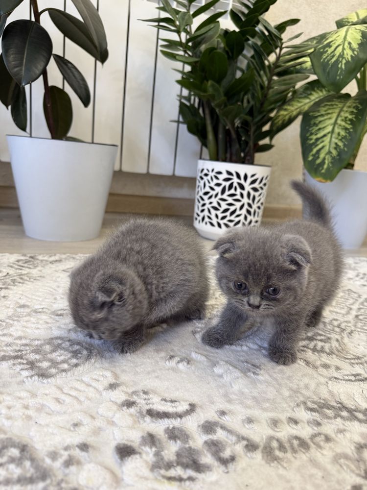 Британские котята