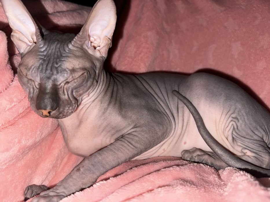 Ищем котика для кошки