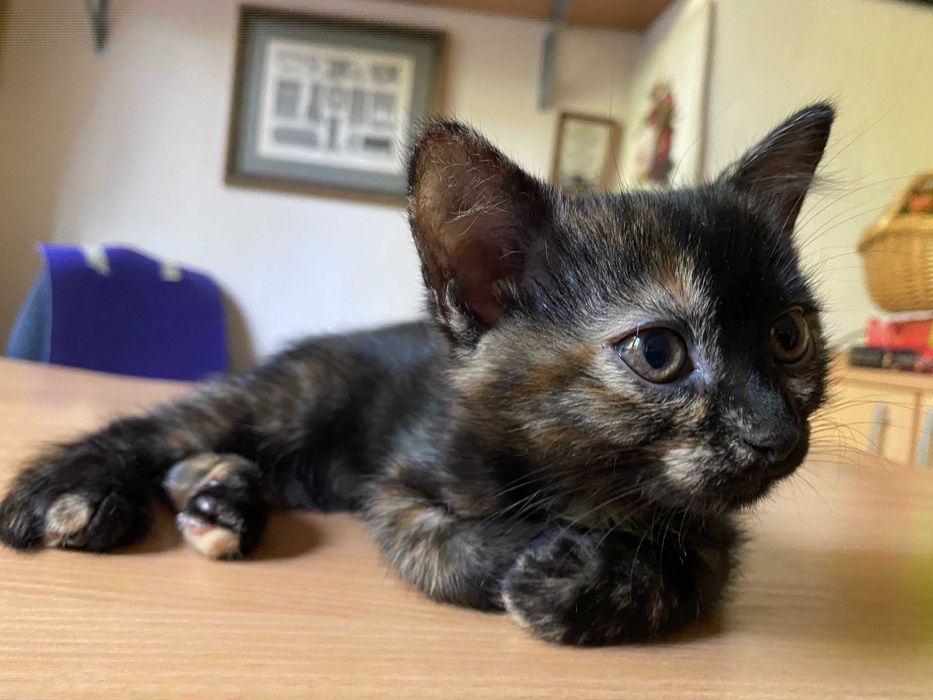 Подарявам пухкаво домашно коте Izzy