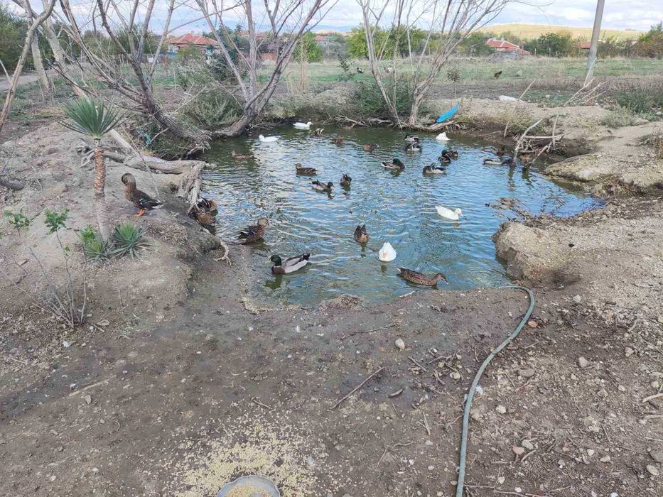 Продавам юрдечки