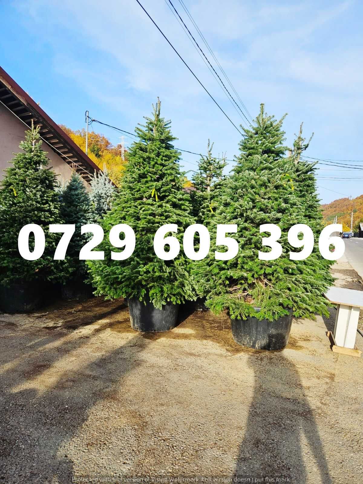 Grădina perfectă începe cu plantele potrivite