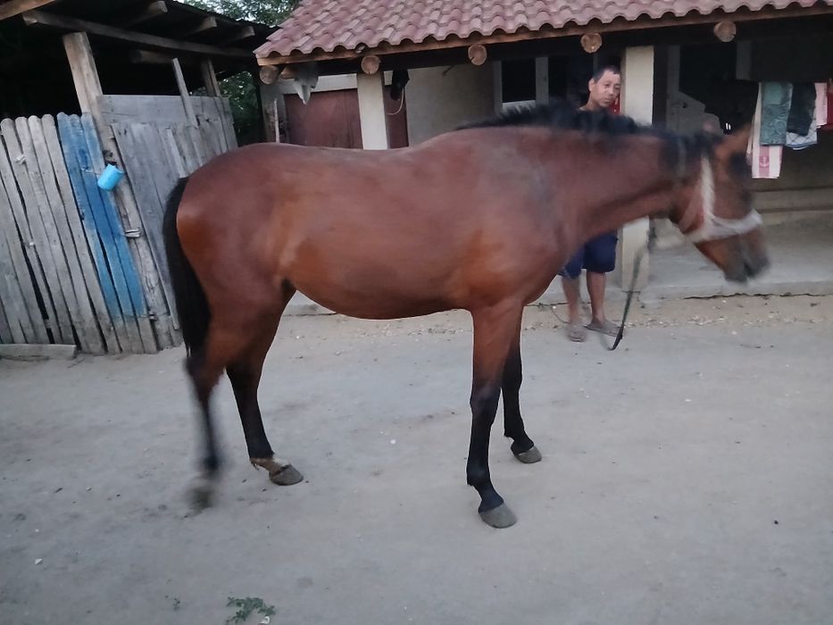 Cârlana de vânzare