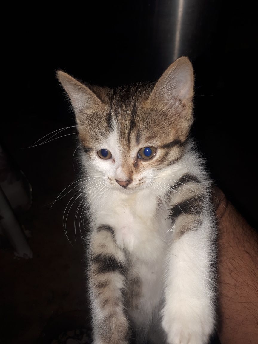 Кошки кошки кошки отдам в хорошие руки кошек своих замечательных есть
