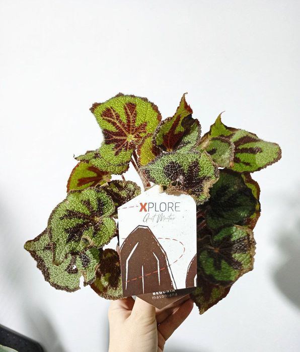 Бегония массониана