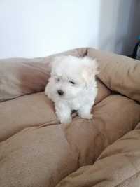 Bichon maltez alb