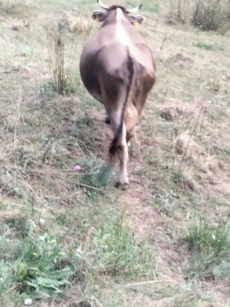 Vaci de vînzare una de 2 ani și una de 6 ani