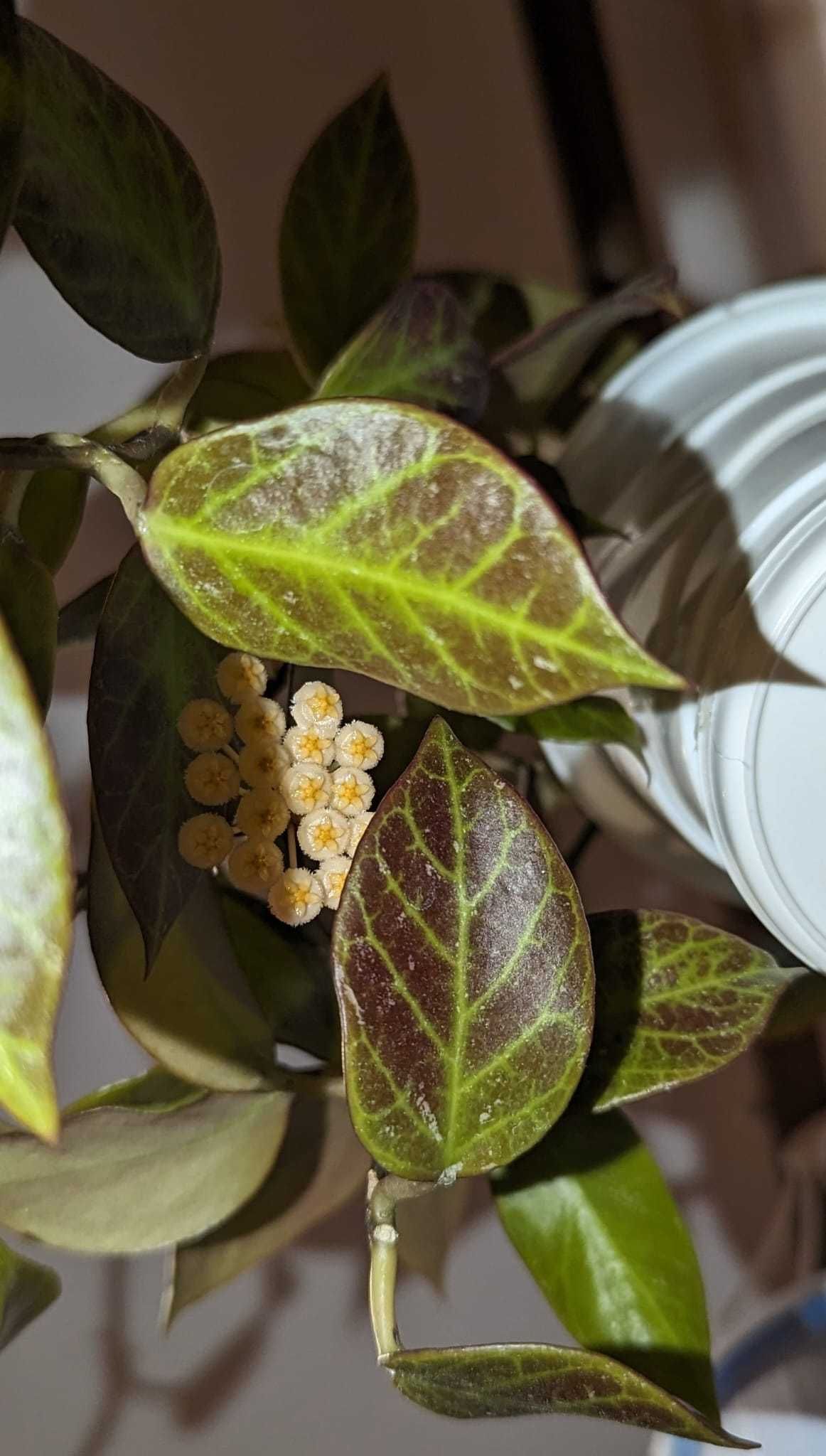 Hoya/Хоя (различни видове)