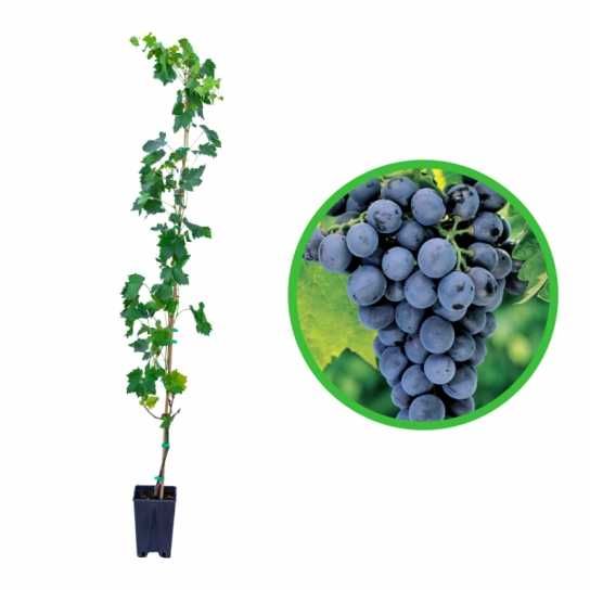 Vita de vie la ghiveci anul 3 pe rod de masa cu si fara samburi